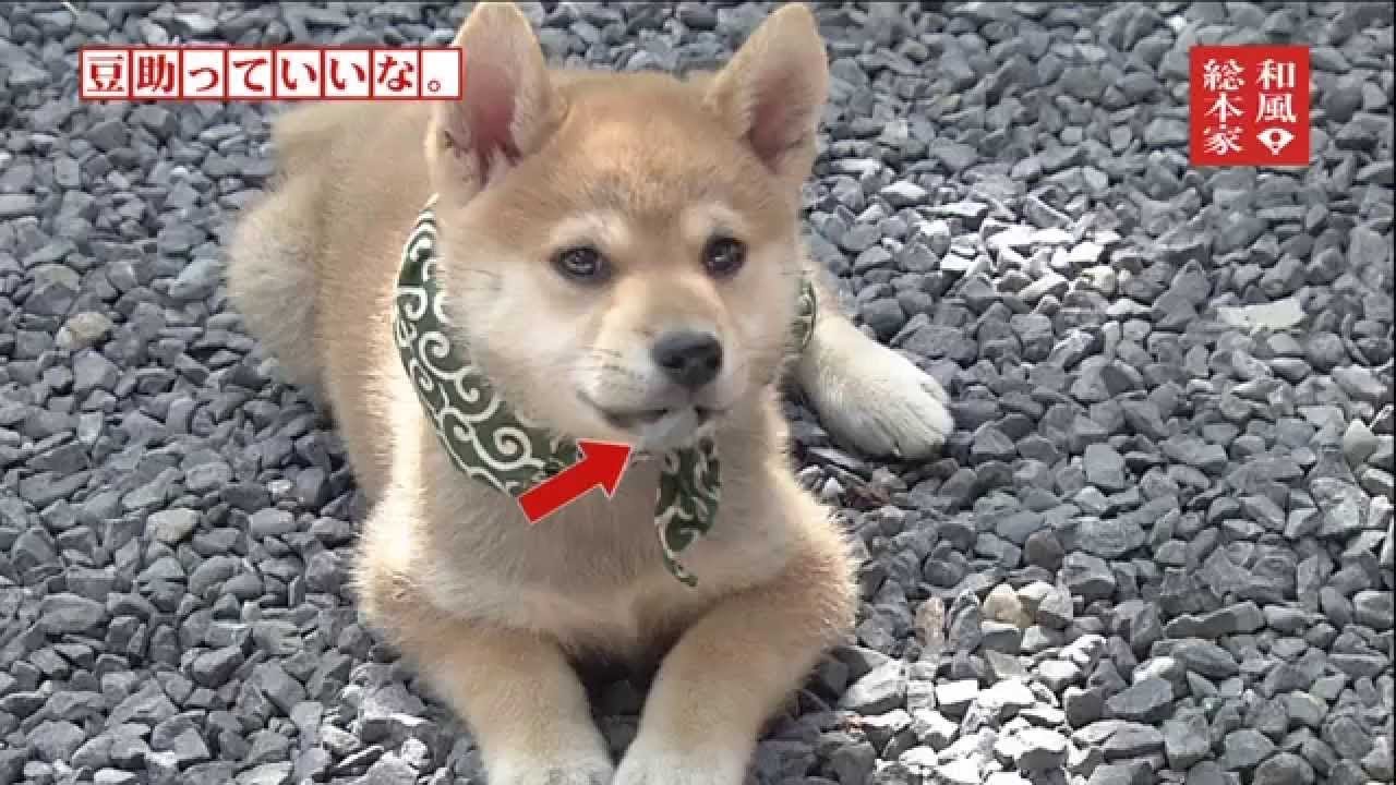 Mamesuke is the Best. 10th Generation #8 (Bloopers Edition) - YouTube