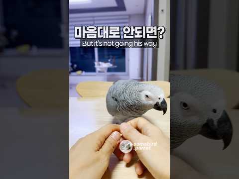 앵무새가 마음대로 안 될 때 하는 행동 🤔😏 회색앵무 잠바 | What happens when a parrot doesn't get its way? | African Grey