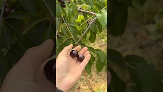 Perfekt müssen Kirschen nicht sein um super zu schmecken🍒