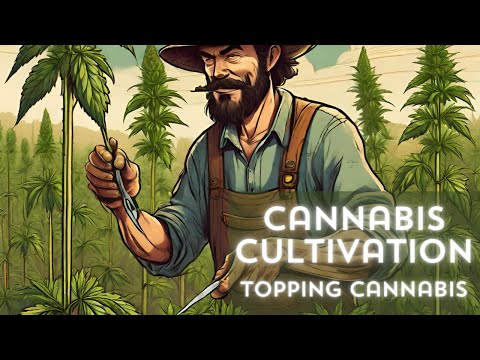 Cannabis Toping. A  guide into the world of cannabis cultivation.