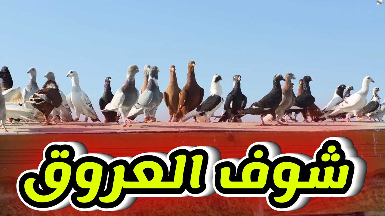 شوف كل عروق السطح على الرفصه وطلعت حمام جديدة