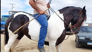 OS MELHORES CAVALOS NA FEIRA DE CARUARU, CAVALO LINDOS QUE VOCÊ NUNCA VIU NA FEIRA 