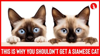 Top 8 Reasons Why You Shouldn't Get a Siamese cat