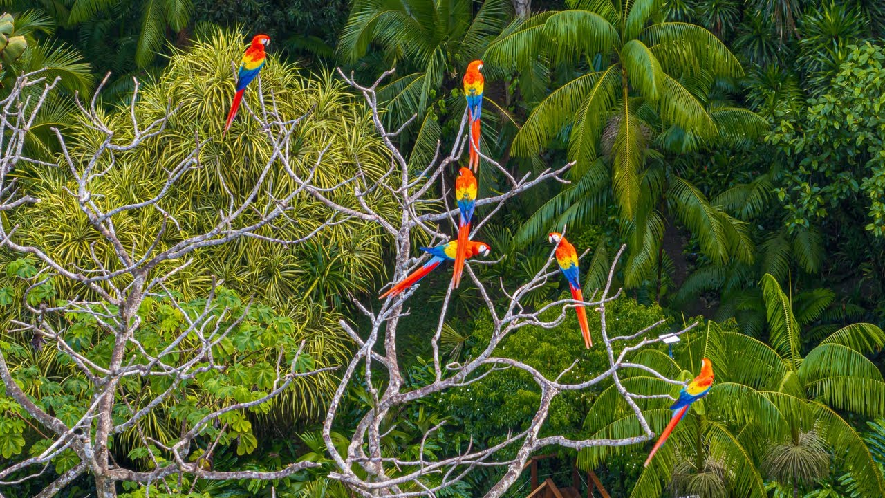 Highlights Osa Peninsula Retreat & Tropical Wildlife | Captured by ConeCat