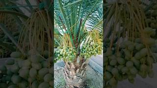 Fresh Green Dates on Date Palm Tree | Nature's Sweet Harvest #Shorts#youtubeshorts #shortsfeed