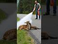 Heroic Man Rescues Baby Deer from Persistent Weasel 🦌