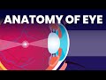 Inside your eyes  eye anatomy