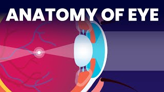 Inside Your Eyes | Eye Anatomy