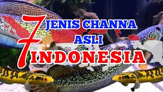 Download Lagu Ikan Channa Asli Indonesia || jenis channa indonesia MP3