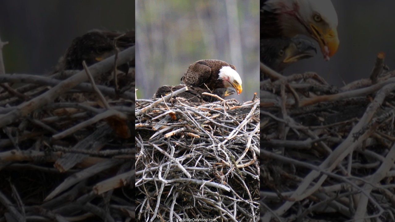 Amazing 1 Month Growth of Bald Eagle Babies
