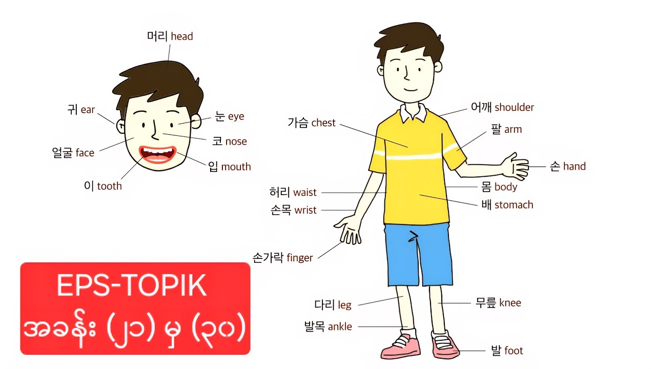 New EPS-TOPIK မီးနင်း အခန်း (21~30)