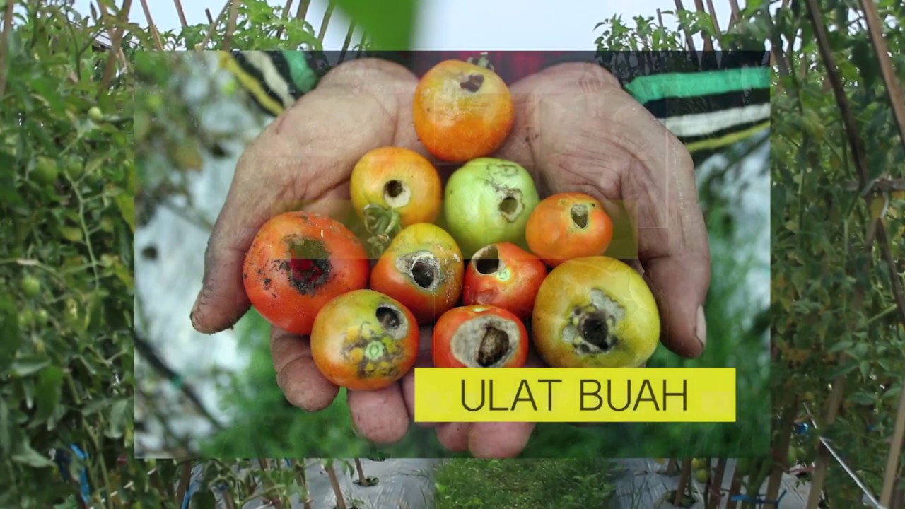 AGAR TOMAT BERBUAH MELIMPAH 