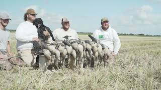 Chicken Express | Goose Hunt @ Pin Oak Farms by Jesse Medina 150 views 2 years ago 58 seconds