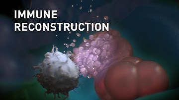 Towards predictable outcomes: Immune reconstruction after transplantation | MoA Animation