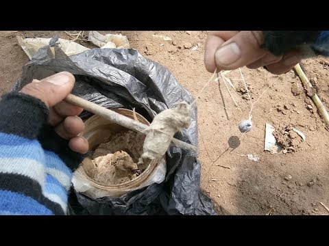 Terbukti ampuh ,,, Mancing ikan baung besar dengan umpan seperti ini