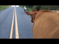 Border Collies and Police Car Herding Cows