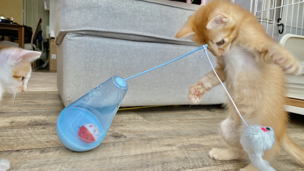 実木麻縄猫おもちゃ剣麻猫磨爪地球儀猫グリップ板を回すことが 実木麻縄猫おもちゃ剣麻猫磨爪地球儀猫グリップ板を回すことが