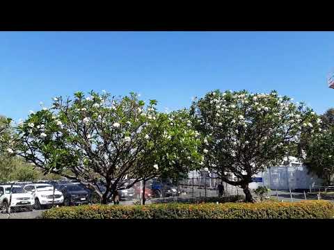Beautiful Plumeria or "Calachuchi" (Trees Already) at the Parking Lot of NAIA, Philippines