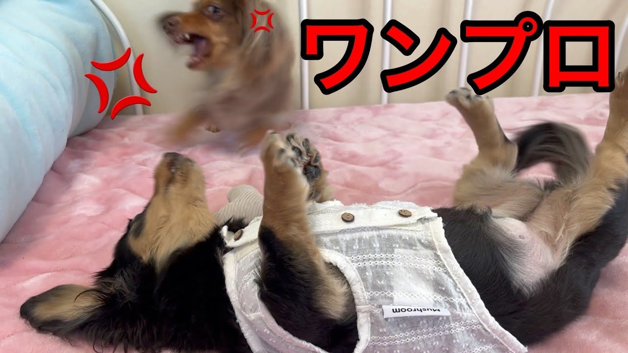 【ワンプロ】老犬VS成犬【ミニチュアダックスフンド/チワックス】dog YouTube