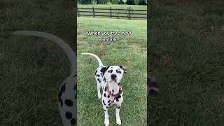 New ear who dis! #earstyle #ear #dog #style #dalmatian #fashion #fyp #flip #beautiful #funny