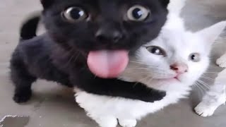 When cats showed UNHINGED mode