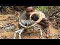 Giant swamp crabs catch n cook