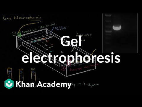 Video: Gel elektroforezində müsbət nəzarət və mənfi nəzarət nədir?