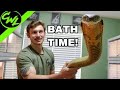 BATHING KING COBRA & RATTLESNAKE!!!