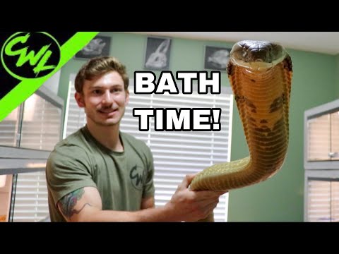 BATHING KING COBRA & RATTLESNAKE!!! 