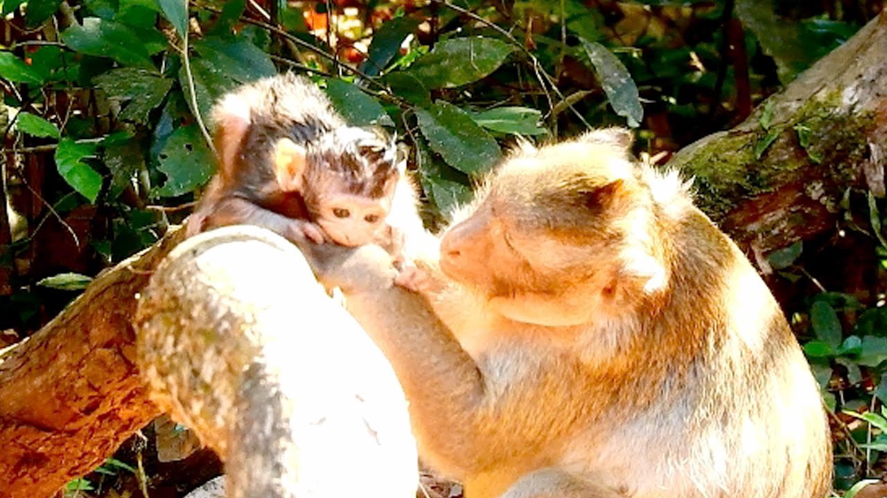 Mom Karita help protected baby Kalito during playing on tree - Baby Kalito so adorable
