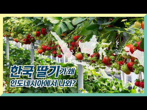 한국 딸기가 왜 인도네시아에서 나와?