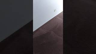 Ultra Carpet Cleaning 1 Hour Dry Time Carpet Cleaning