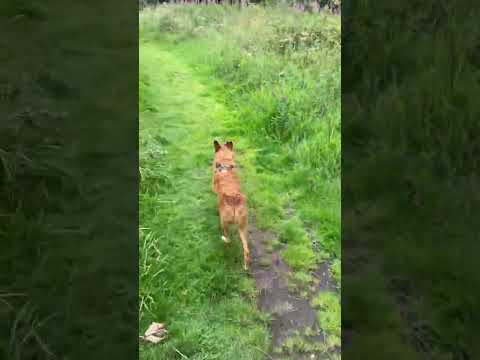 Toots walking to the beach at Parklea