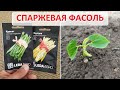 Спаржевая фасоль Фруидор и Крокет. Результаты посева, всхожесть, качество семян