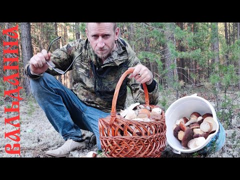 Белый боровик поменял на грузовик! Тихая охота времени не знает