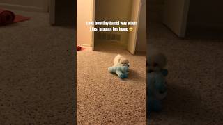 When I bought Bambi her first toy 🧸