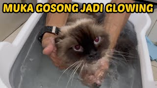 ANEH! KENAPA SI GOSONG PITO JARANG ADA DI KONTEN? by Kucing Om Wepe 31,417 views 1 year ago 20 minutes