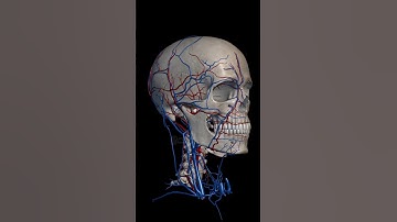 Head Internal Structure in 3D Animation #head #3danimation #anatomy #medical
