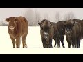 Lost cow found months later with herd of bison