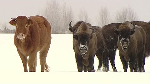 Lost cow found months later with herd of bison