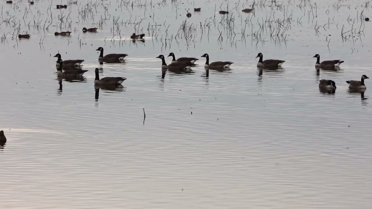 Montezuma Wildlife Refuge October 6, 2022 HD 4K 
