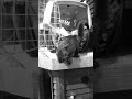 Mabel the Squirrel Rehab 🐿