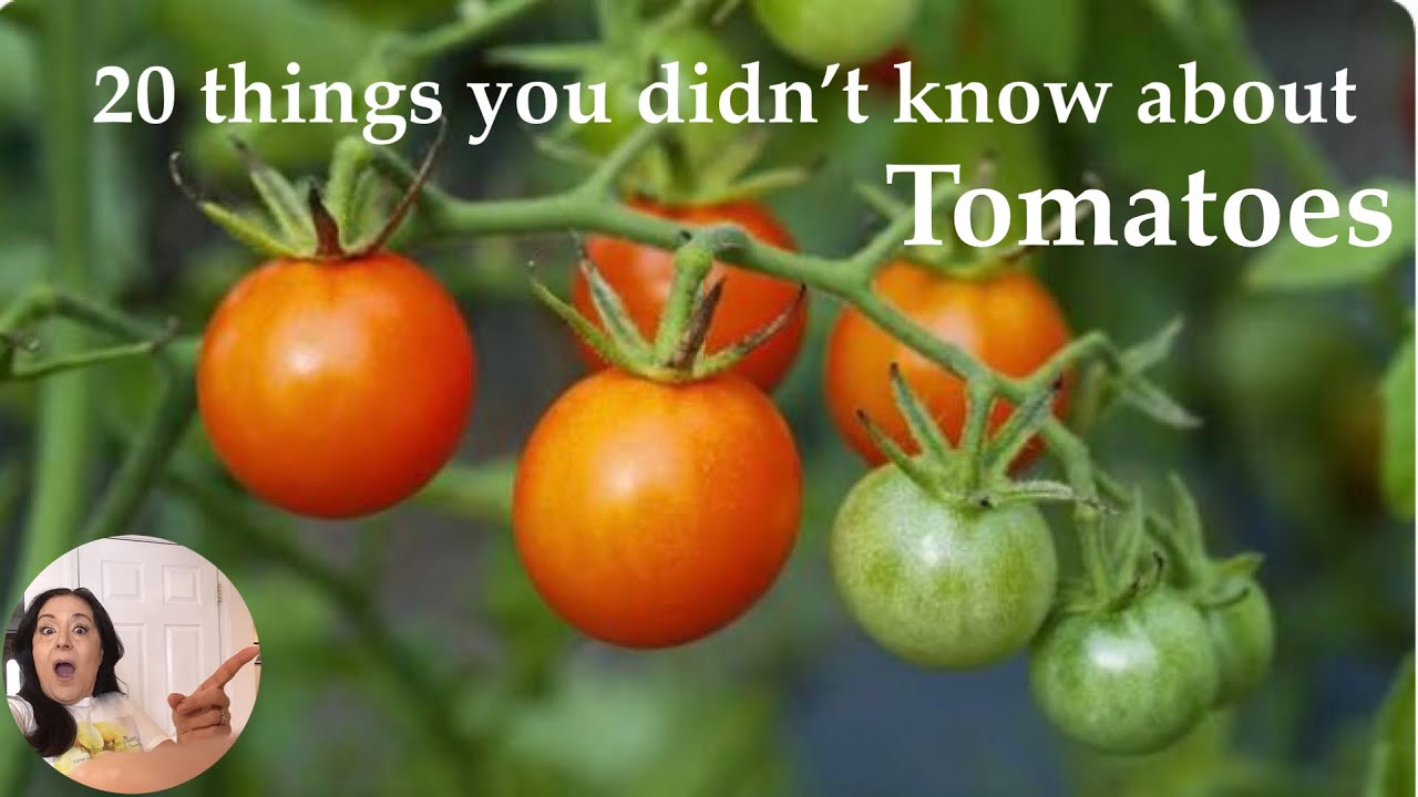 Why you need to know these 20 Things about Tomato? - YouTube