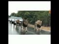 ‘Stunning but scary’: Watch this viral video of lions halting traffic at an African national park