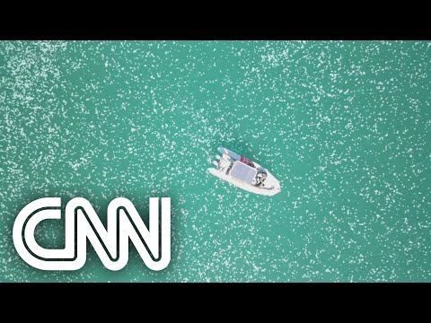Costa de Israel é tomada por milhares de águas-vivas | NOVO DIA