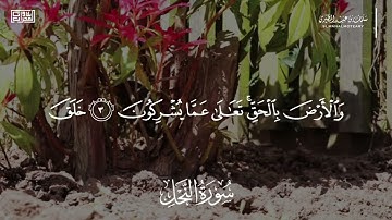 عشائية من سورة النحل | سلمان عبيد المطيري #تلاوات_المحراب