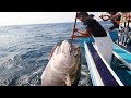 Amazing Gian Tuna Fishing Skill - Fisherman fishing big tuna at sea #06