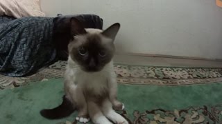Необычный сиамский кот Необычный сиамский кот