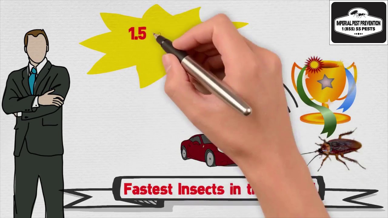 Everything You Need to Know About Most Common Winter Pests in Florida?