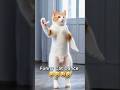 BoLoLo HaHa MC Bin Laden BOLOLO HAHA Shorts Funny Youtubeshorts Kittenlovers 